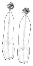 Calymperes tenerum, leaves. Drawn from P.J. de Lange & P.B. Heenan CH1893, CHR 604750.
 Image: R.C. Wagstaff © Landcare Research 2014 